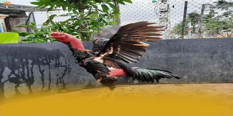 BET88 - Trang game có danh mục game hấp dẫn hiện nay